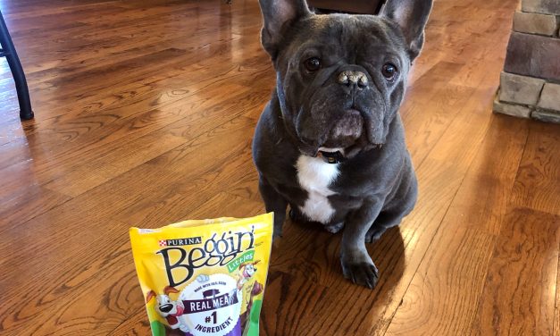 Purina Beggin’ Dog Snack Just $2.15 Per Bag At Publix