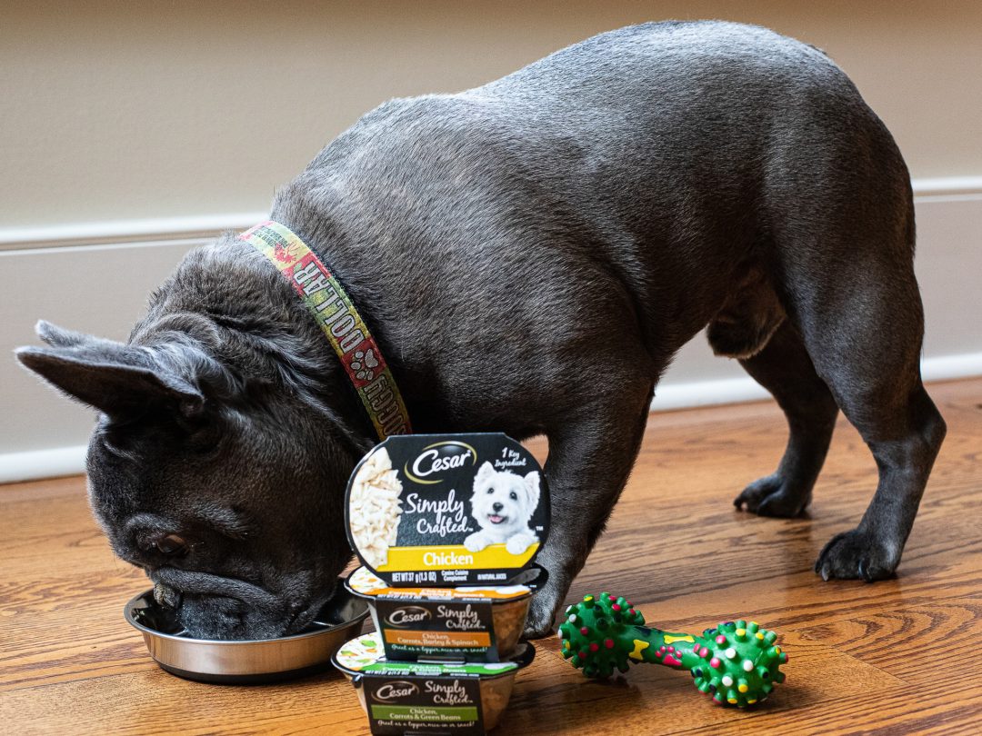 Get The Cesar Simply Crafted Dog Food Packs As Low As 2.90 At Publix iHeartPublix