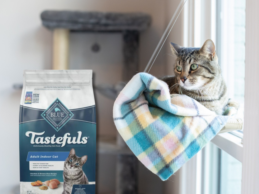 Blue Buffalo Tastefuls Dry Cat Food Just 12.49 At Publix (Save 11