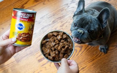 Pedigree Wet Dog Food 12-Pack Cans Just $7.71 At Publix (Regular Price $22.42!)