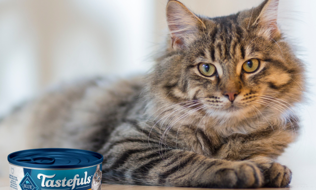 Blue Buffalo Tastefuls Wet Cat Food Just $1 Per Can At Publix