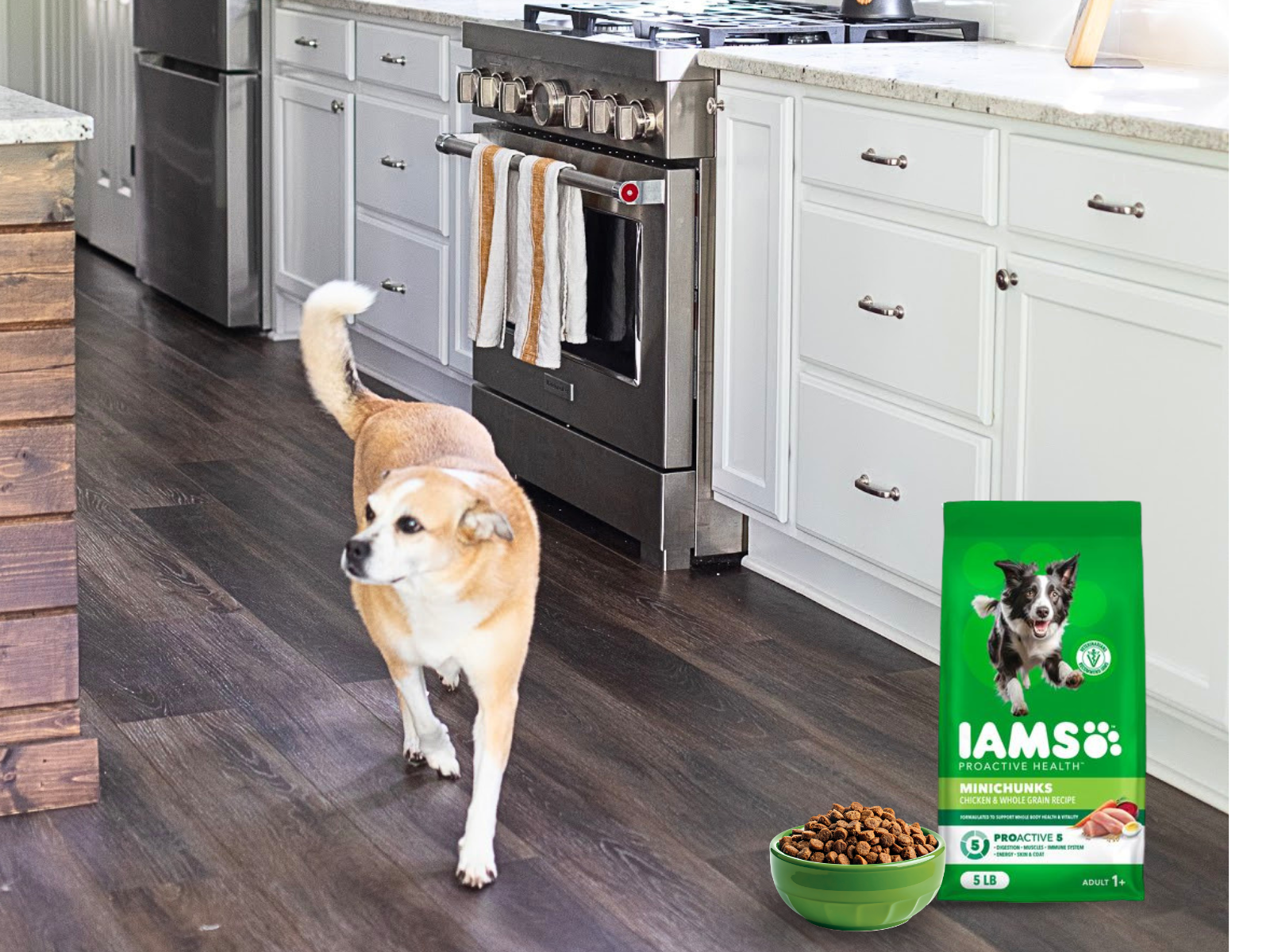 Iams Proactive Health Dog Food-